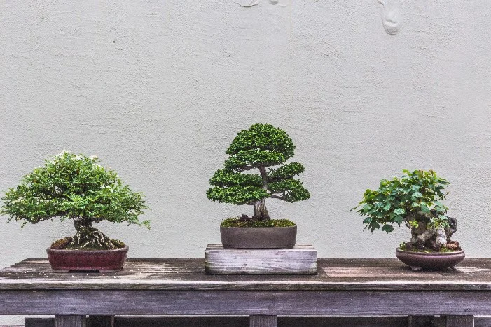 Drei Bonsai Bäume auf einem Tisch